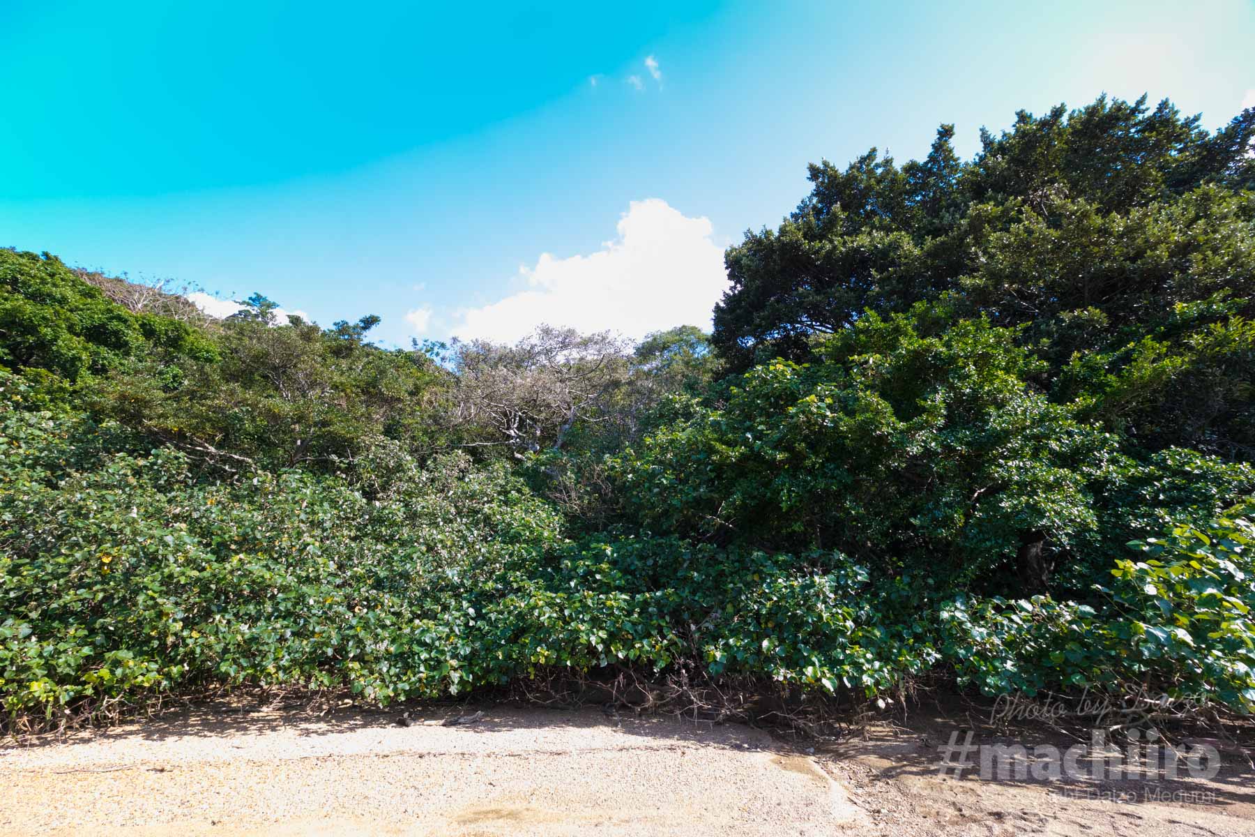 奄美大島最大級のサキシマスオウノキ 写真