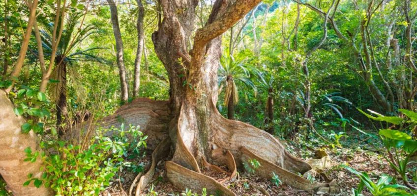 最大級のサキシマスオウノキ 写真