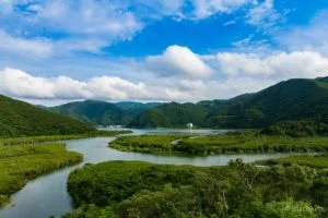 Mangrove マングローブ原生林 ホンダレンタカー奄美空港店 写真