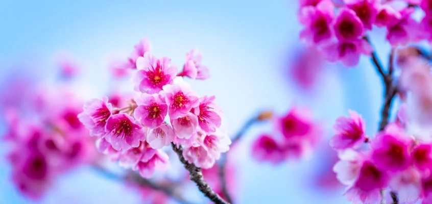 Honda 奄美大島桜2021 Machiiro 記事写真 6