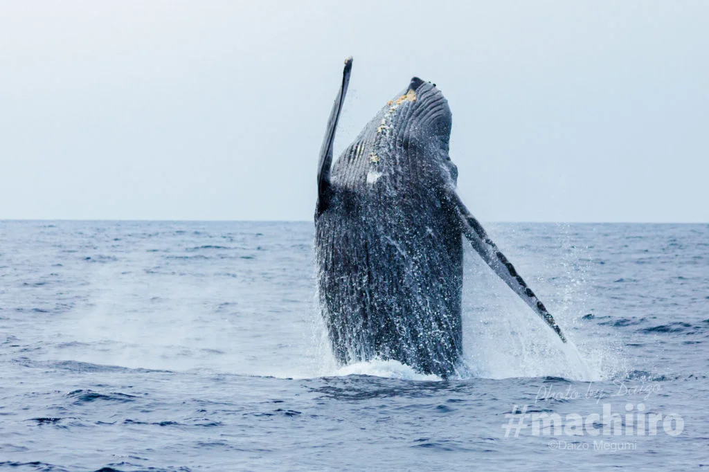 奄美大島観光 ホエールウォッチングの写真