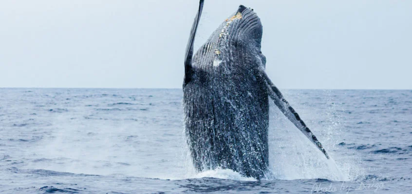 奄美大島観光 ホエールウォッチングの写真